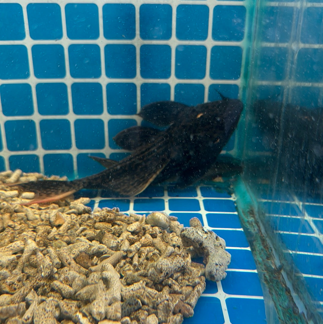 L025 Scarlet Cactus Pleco 9-10 inch (Pseudacanthicus pirarara)