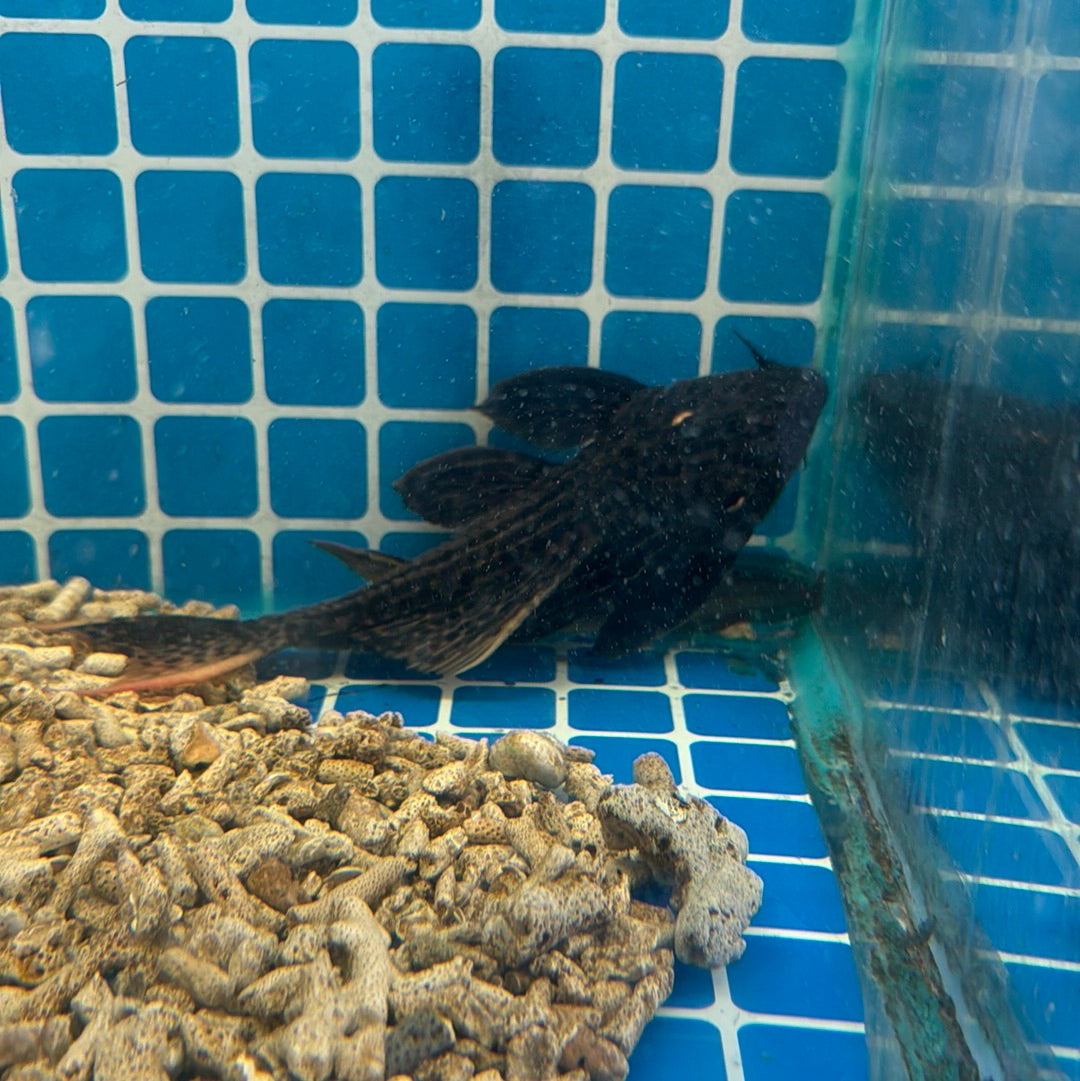 L025 Scarlet Cactus Pleco 9-10 inch (Pseudacanthicus pirarara)