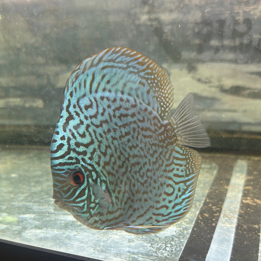 Blue turquoise 5 inch