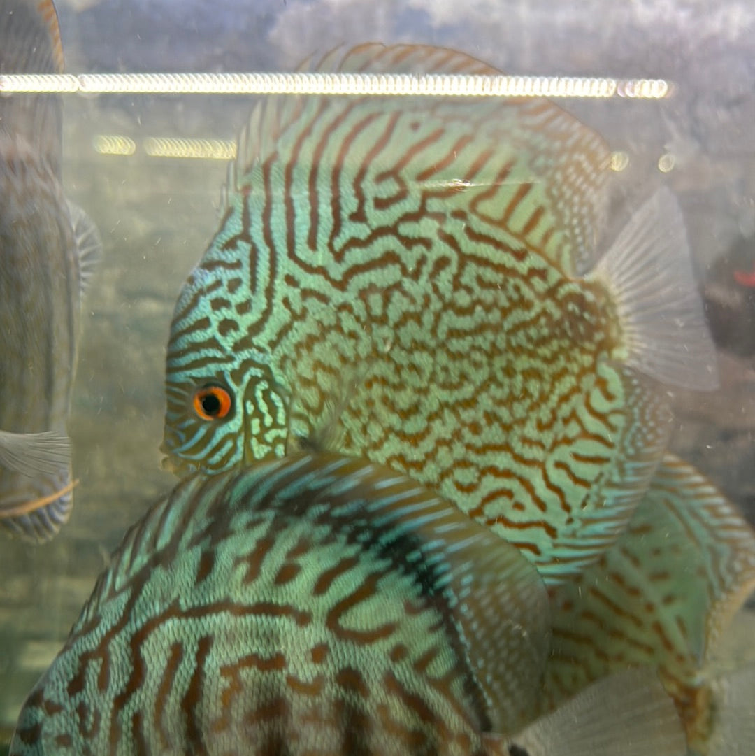 Blue turquoise 5 inch