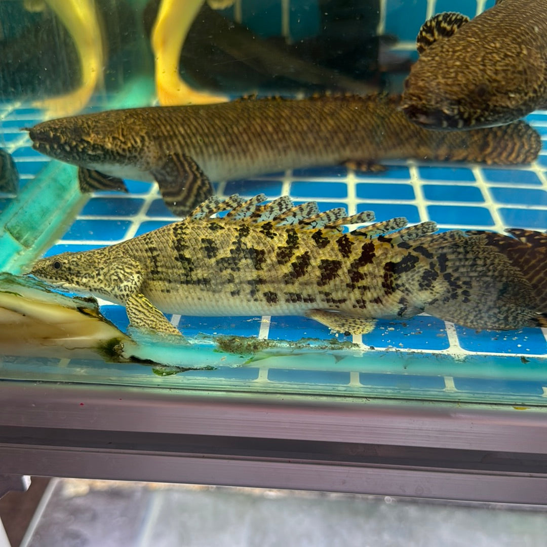 Delhezi Bichir super short body 6-7 inch (Polypterus delhezi)