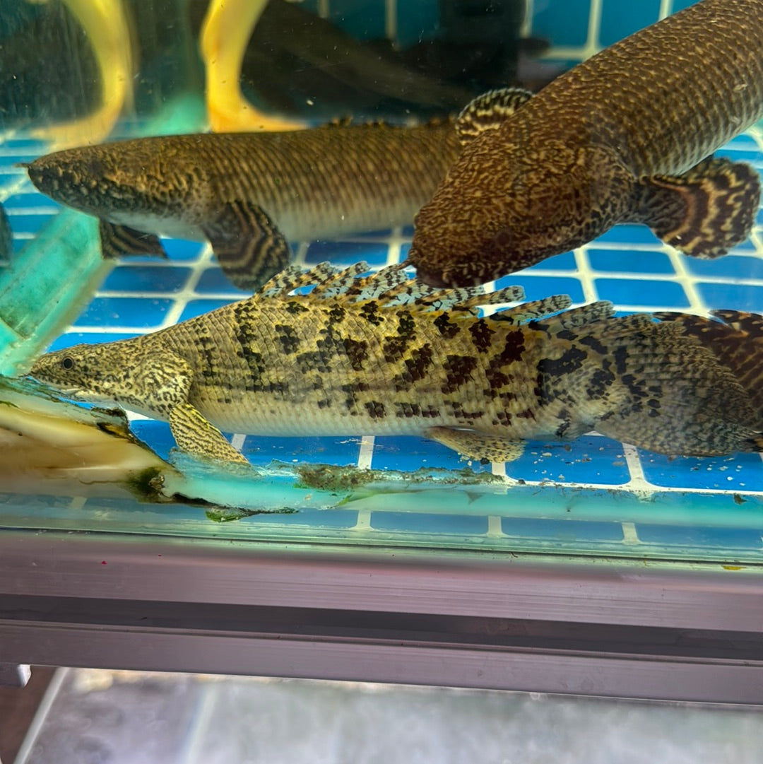 Delhezi Bichir super short body 6-7 inch (Polypterus delhezi)