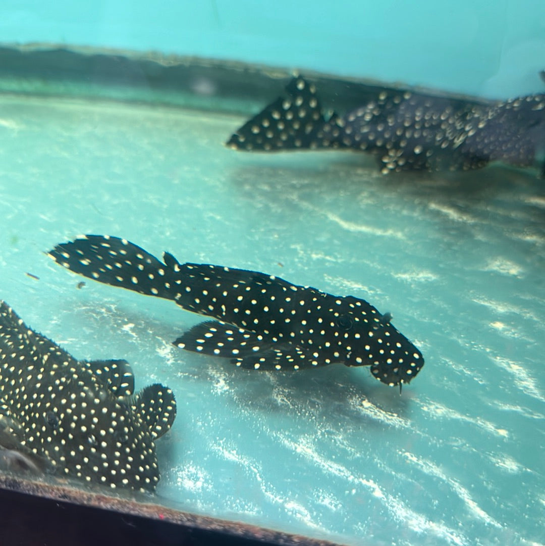 Leporacanthicus Galaxias Galaxy Pleco, L024 6 inch