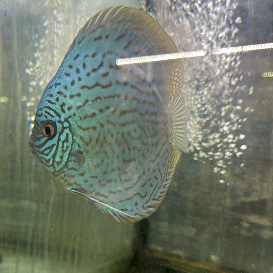 Blue turquoise 5 inch