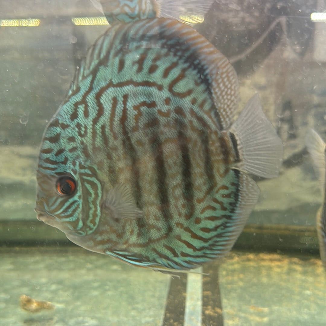 Blue turquoise 5 inch