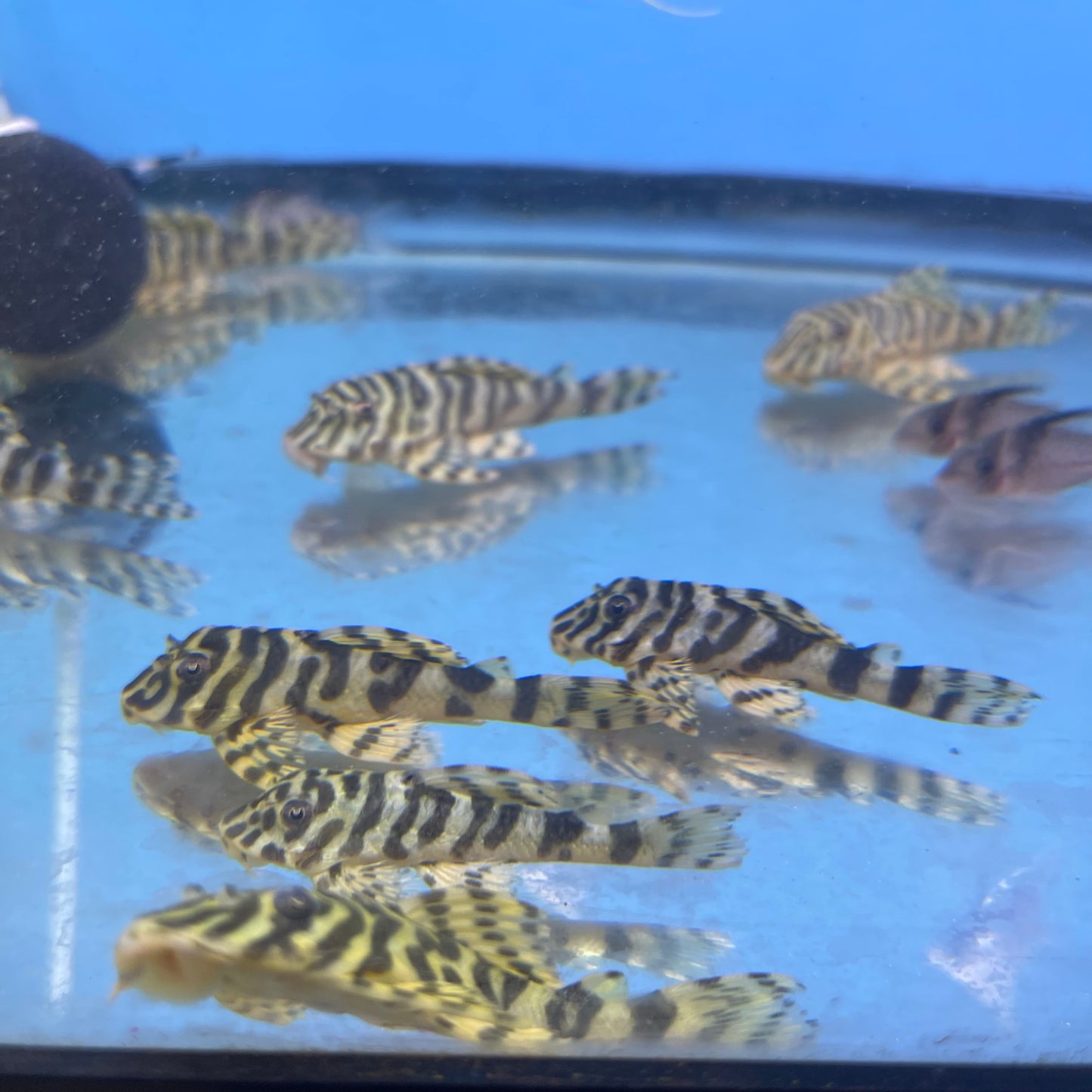 L134 Leopard Frog Pleco 2.5 inch (Peckoltia compta)