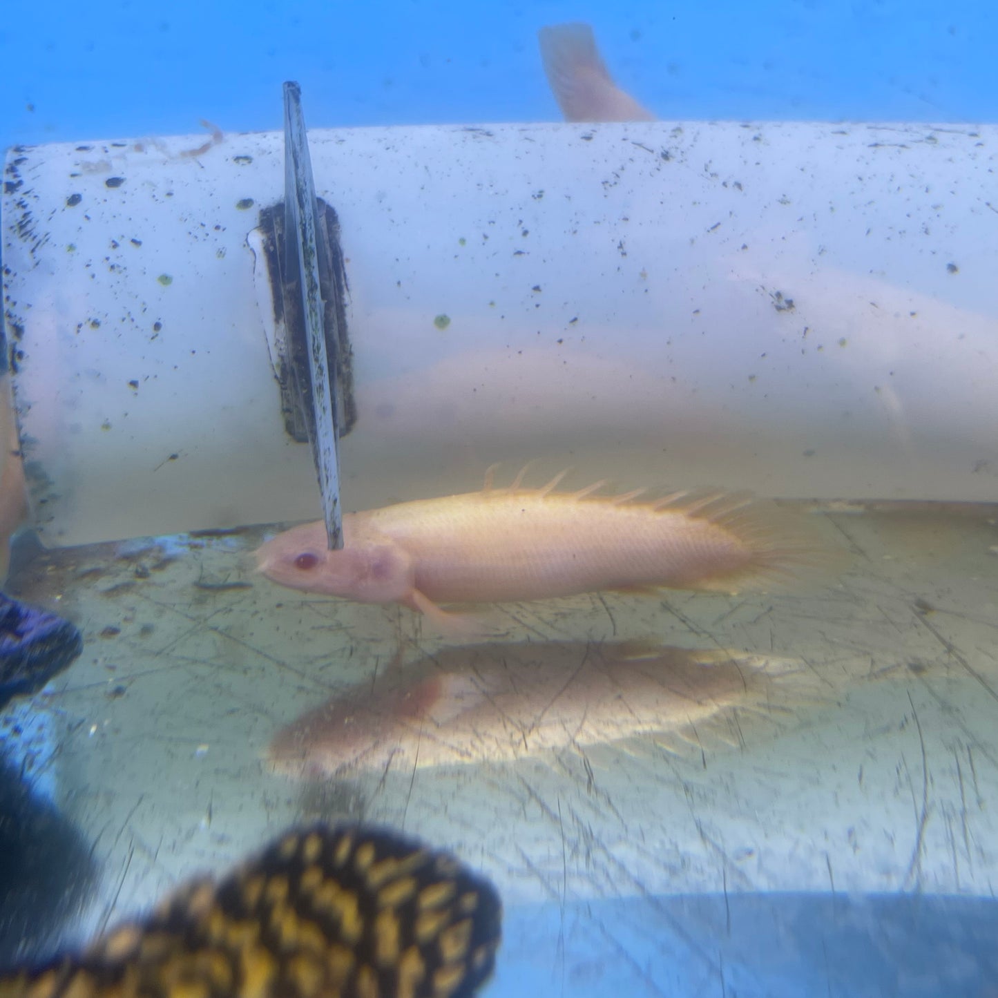 Albino Short Body Senegal Bichir 2-3 inch (Polypterus Senegalus)