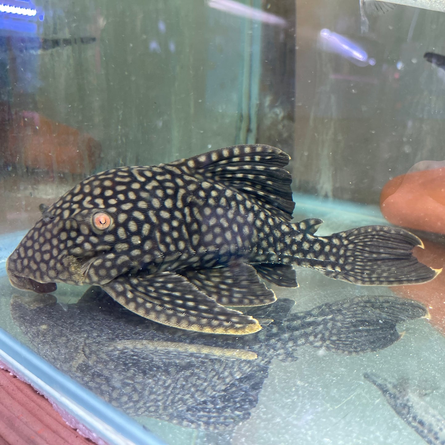 L330 Fully Spotted Watermelon Royal Pleco 9 inch (Panaque nigrolineatus laurafabianae)