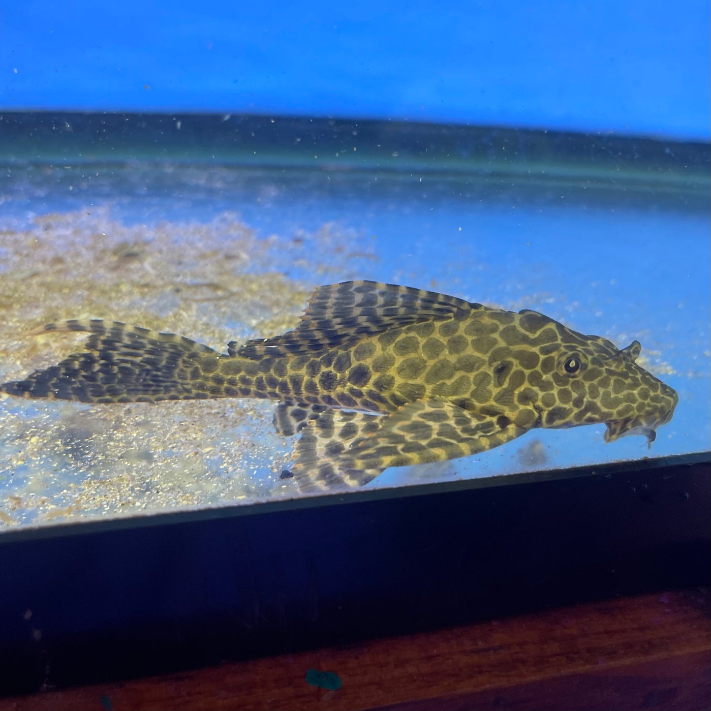 Rio Negro Sailfin Pleco 6 inch (Pterygoplichthys gibbiceps)