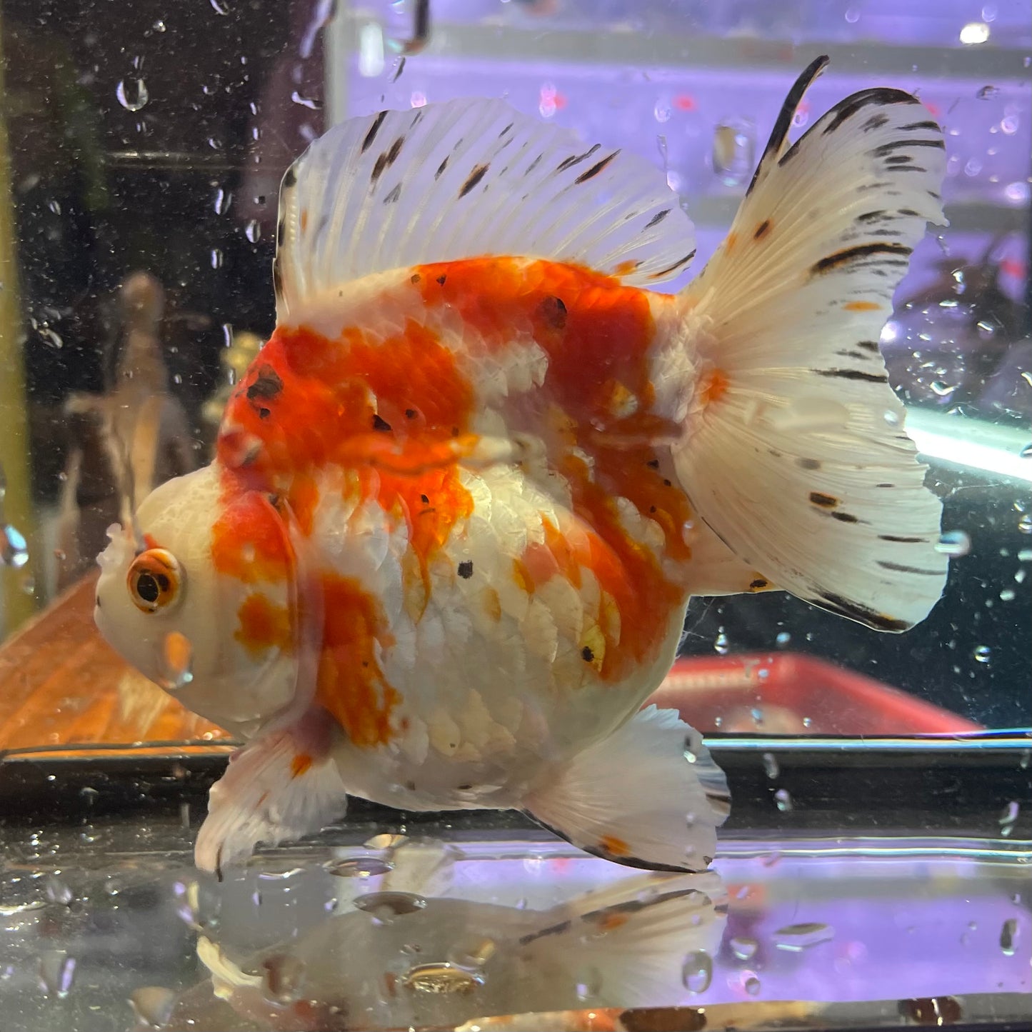 Ryukin Goldfish 6 inch