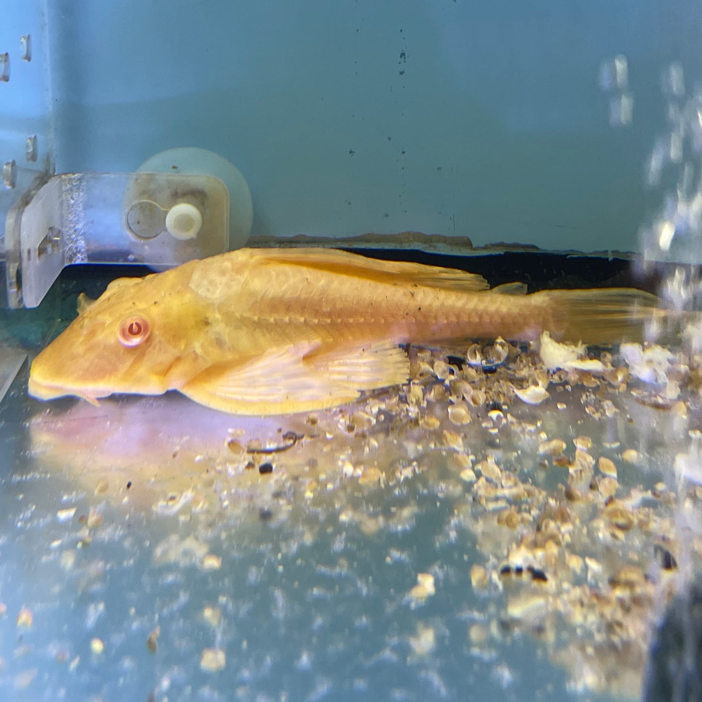 L083/L165 ALBINO SAILFIN PLECO 7 inch (PTERYGOPLICHTHYS GIBBICEPS)