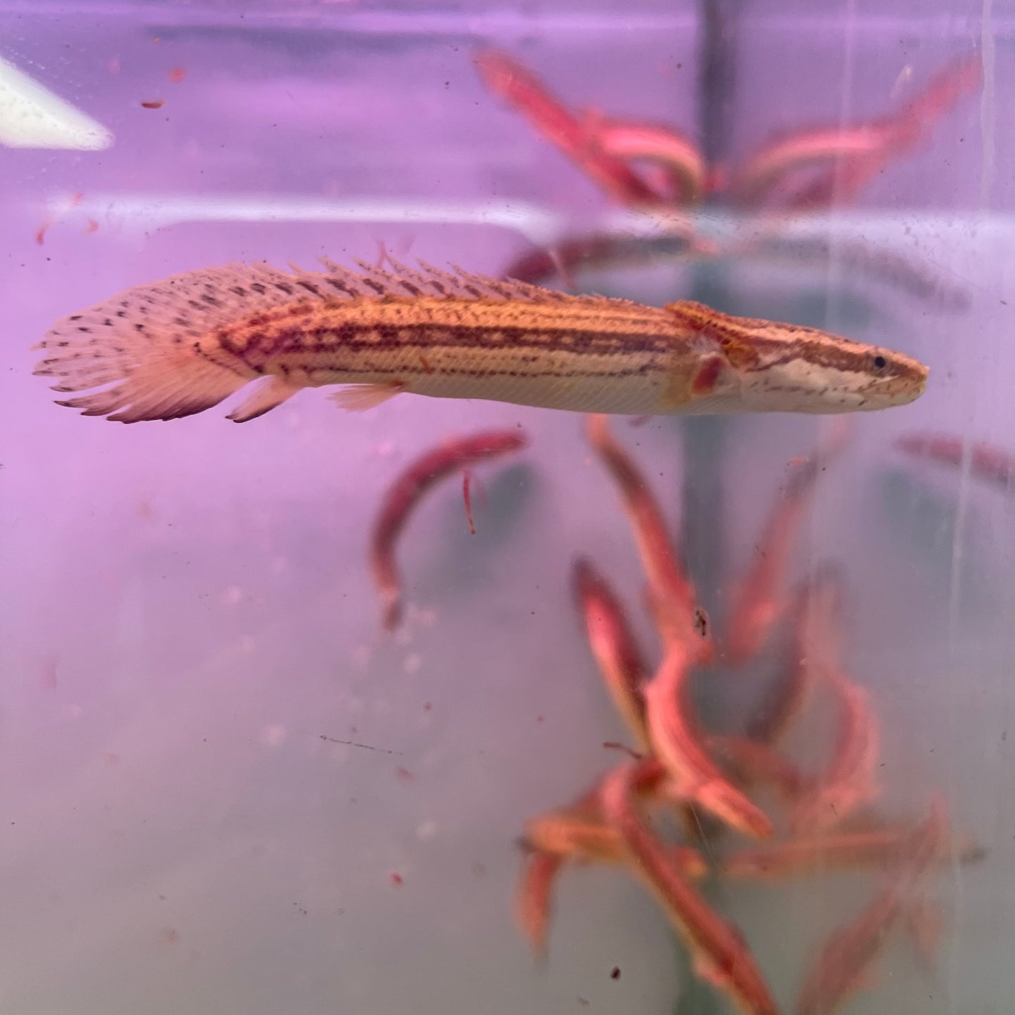 Lapradei Bichir ‘Faranah’ 4 inch (Polypterus lapradei)