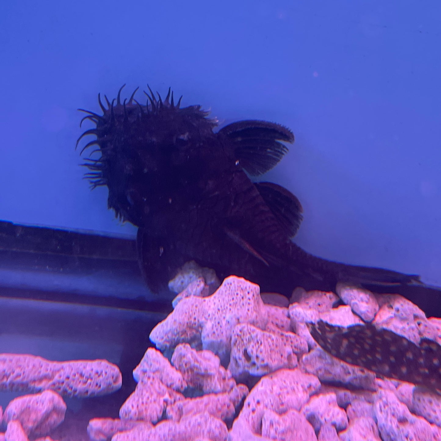 L034 Medusa Pleco 3 inch (Ancistrus ranunculus)