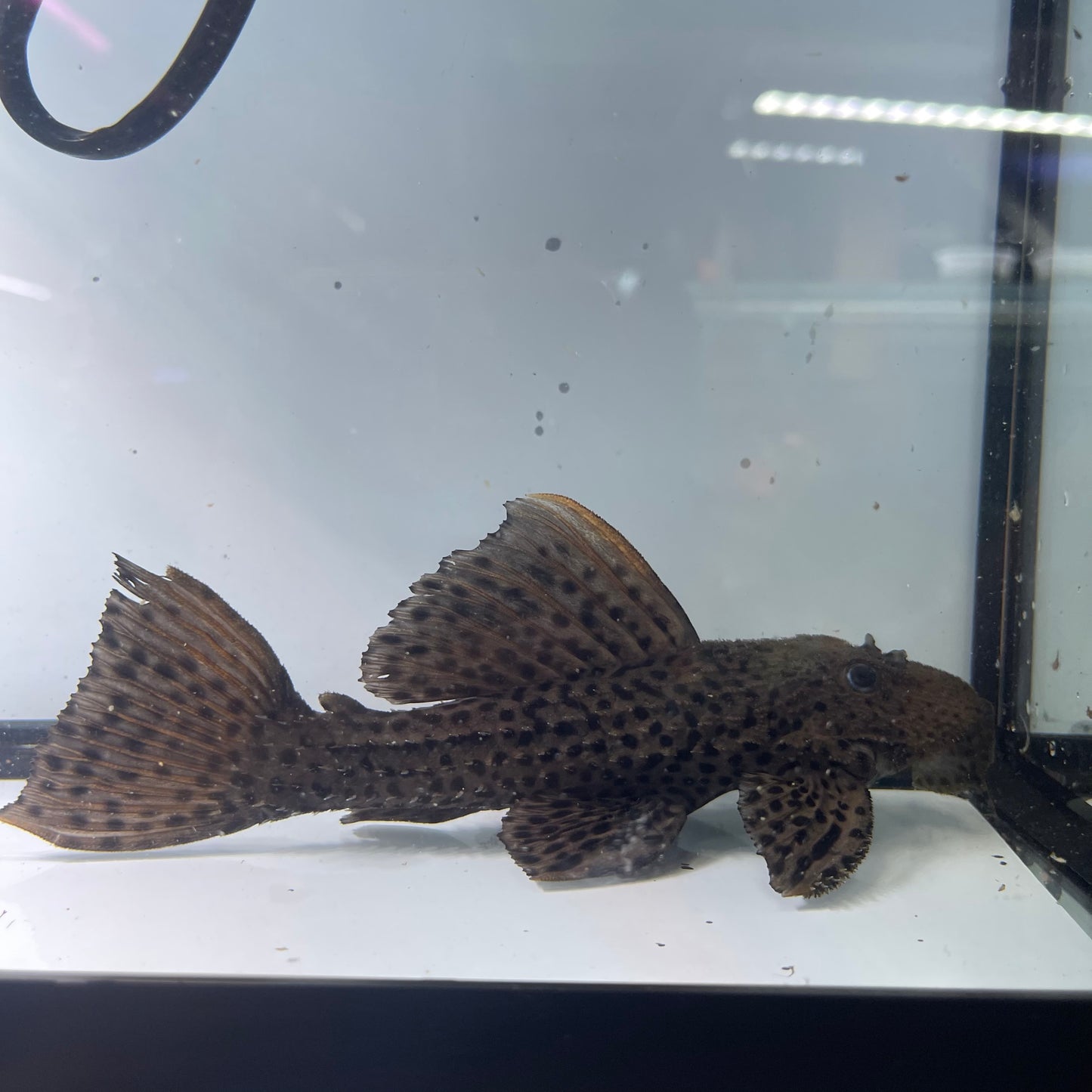 L185 Xingu Spiny Monster Pleco 8 inch (Pseudacanthicus sp. L185)
