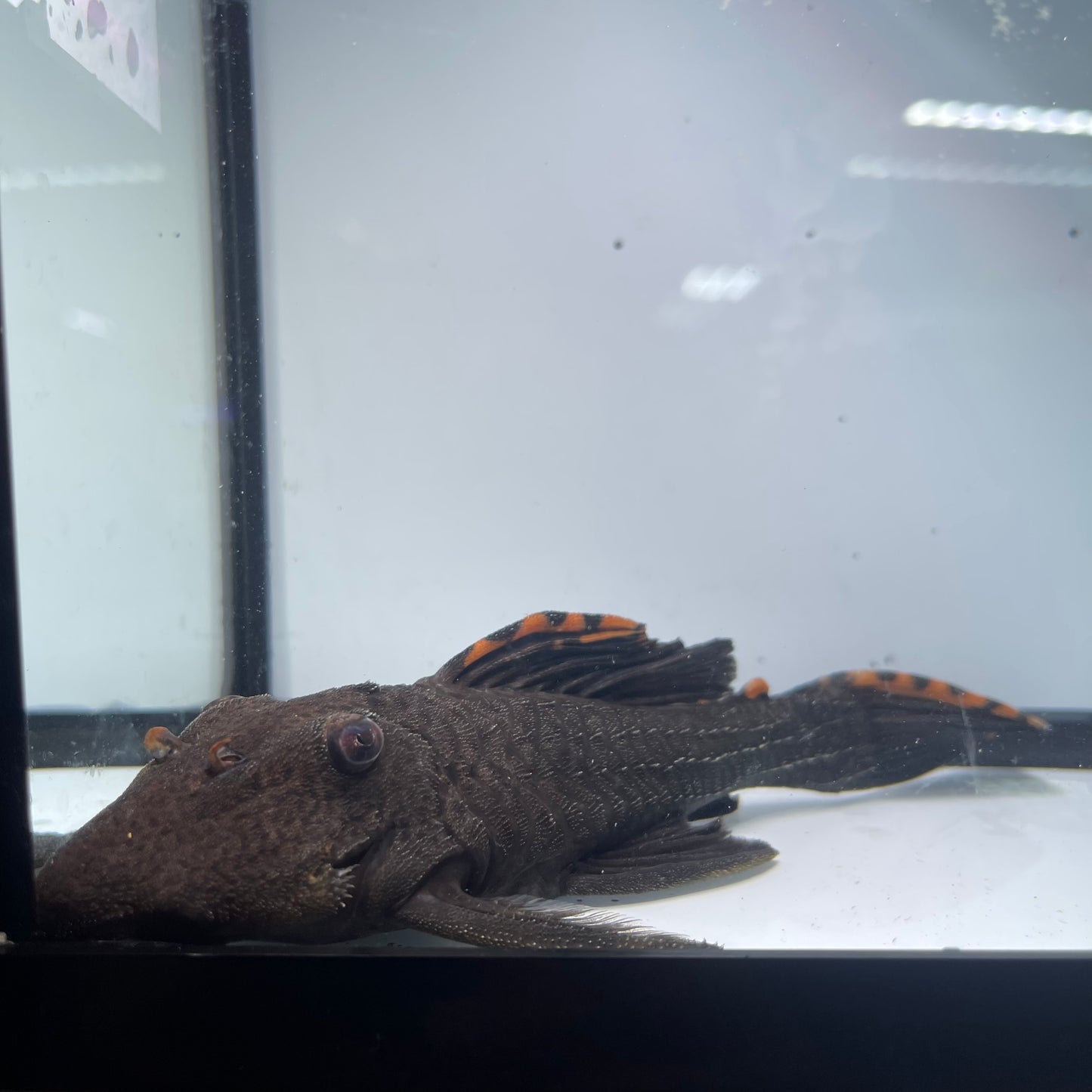 L091 Three Beacon Pleco 8 inch (Leporacanthicus triactis)