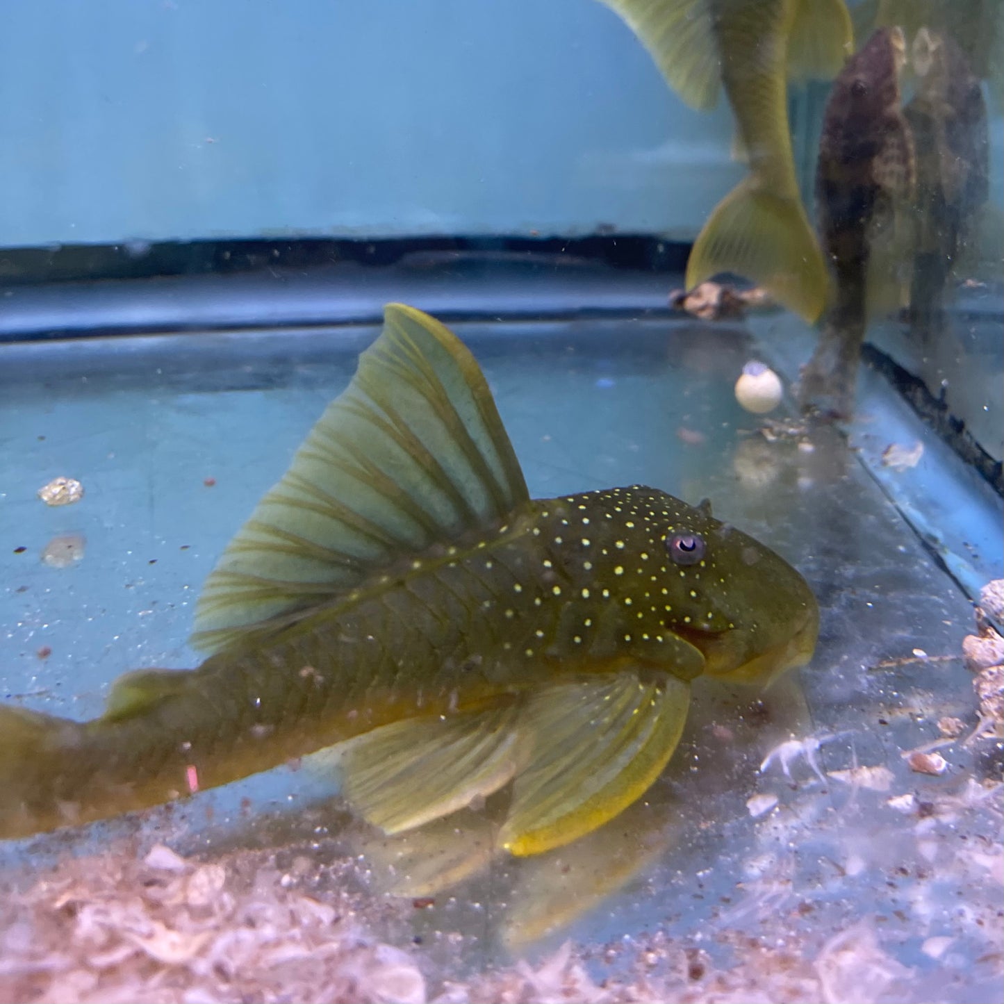 L200 Green Phantom Pleco 6 inch (Hemiancistrus subviridis)