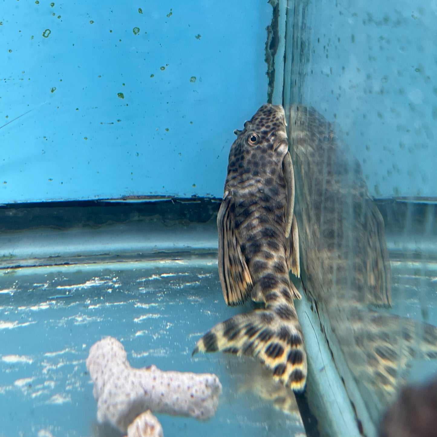 L075 Para Pleco 5 inch (Peckoltia sabaji)