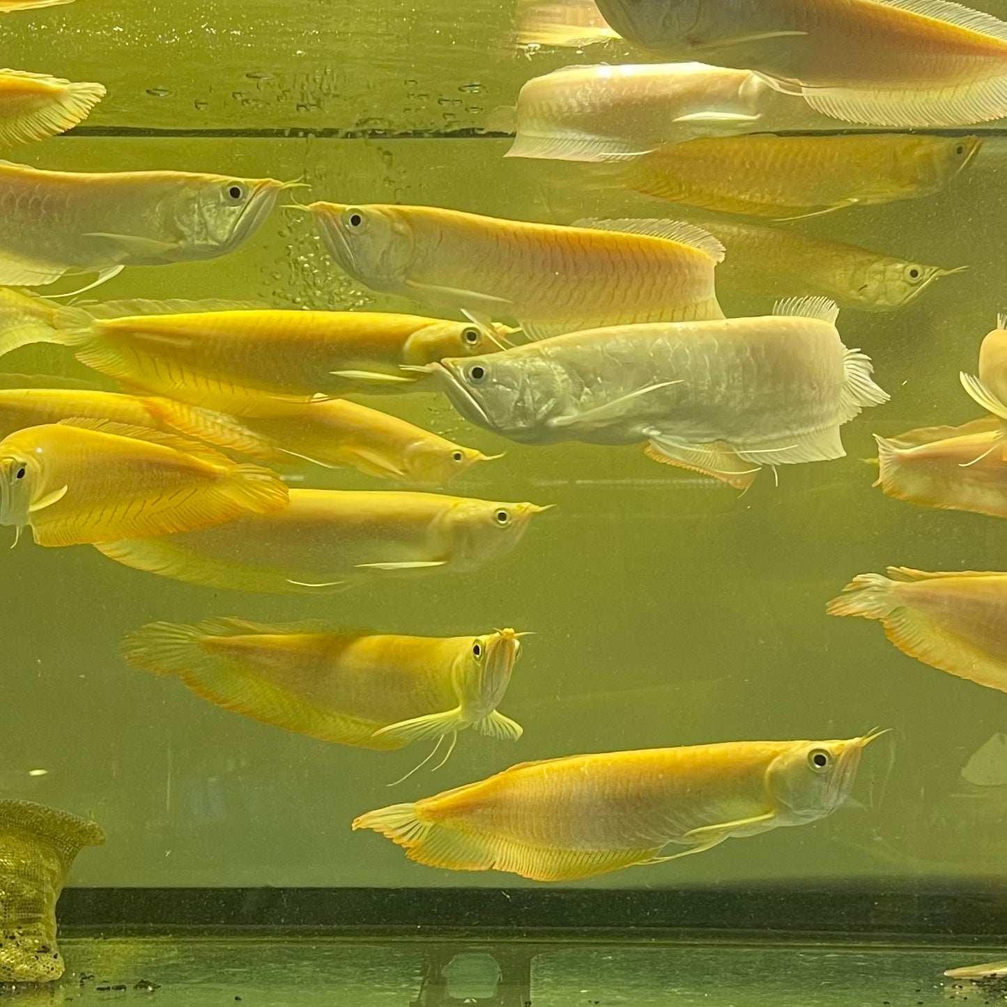 Albino Silver Arowana (Osteoglossum Bicirrhosum)