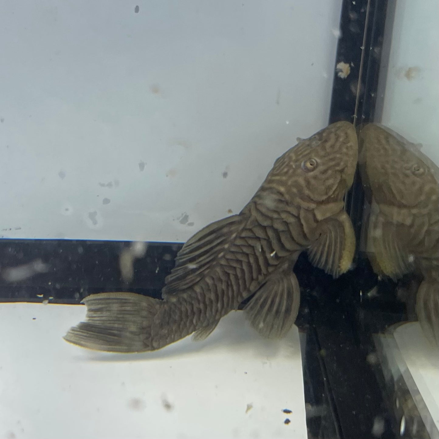 L056 Chubby Pleco 3 inch (Parancistrus aurantiacus)