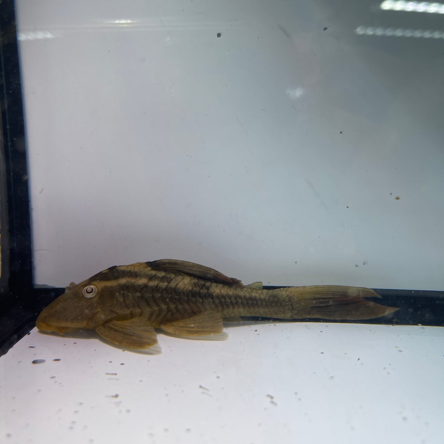 L137 Blue Eyed Red Fin Pleco 5 inch (Hypostomus soniae)