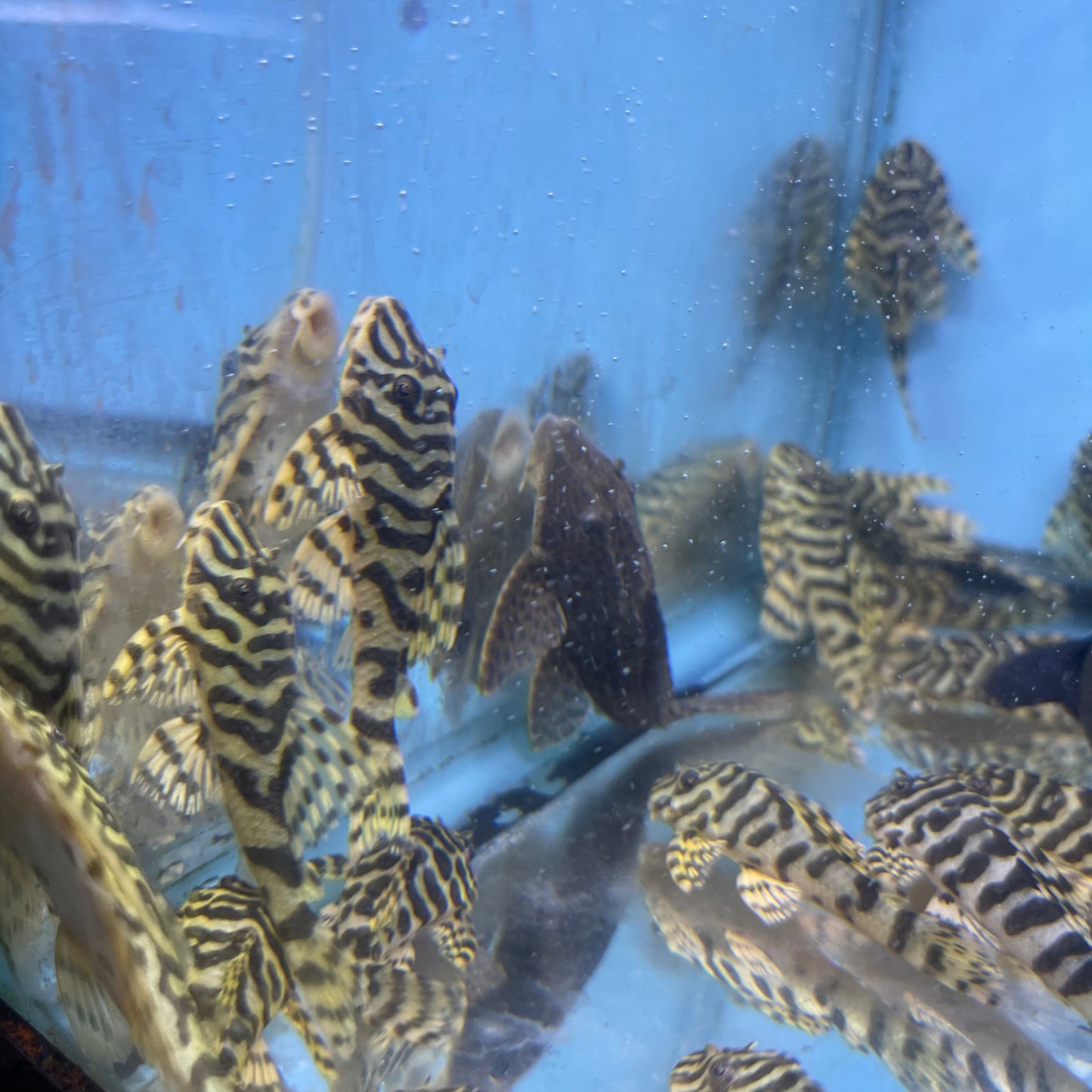 L134 Leopard Frog Pleco 2.5 inch (Peckoltia compta)