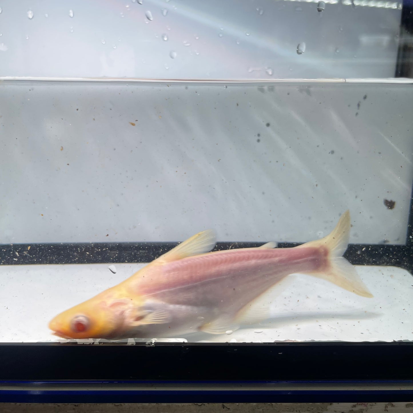 Albino Iridescent Shark 3 inch (Pangasianodon hypophthalmus)