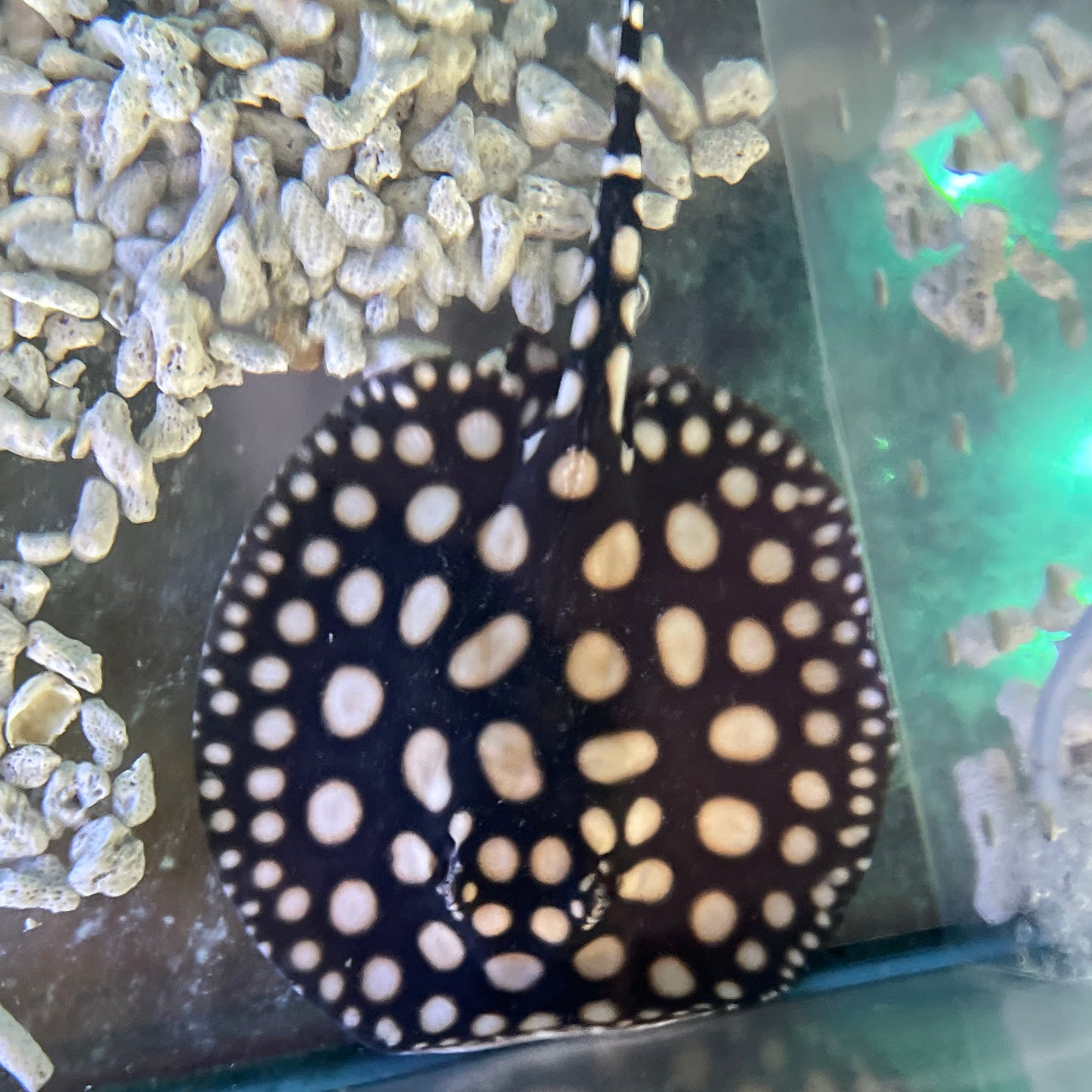 Male Black Diamond Stingray 7 inch