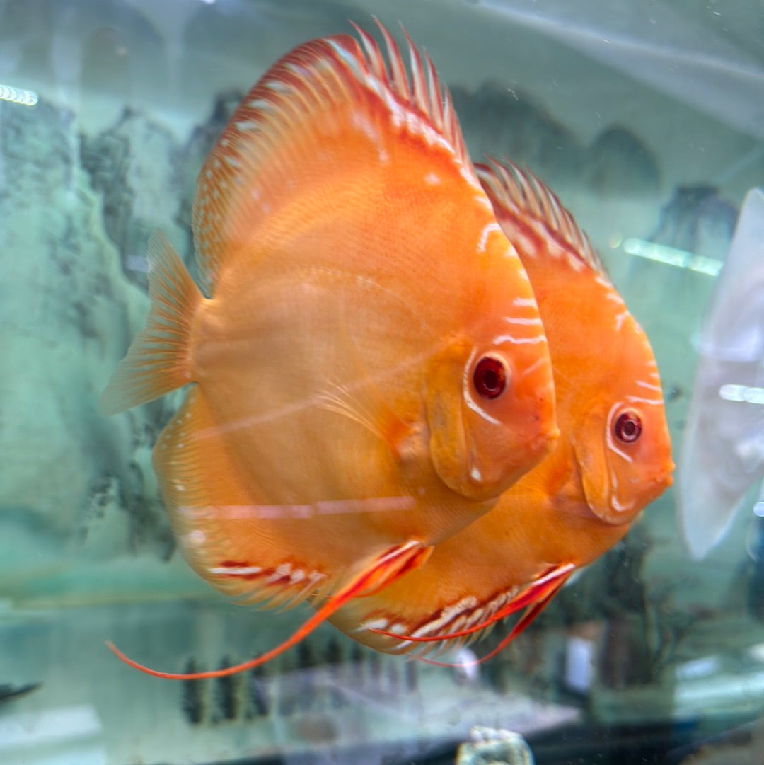 Albion Red Discus