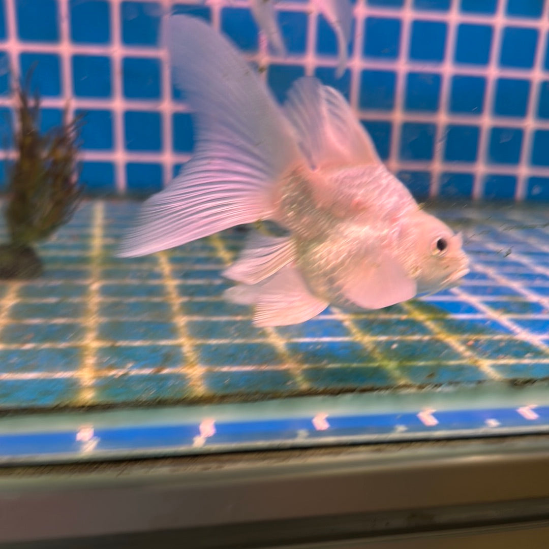 Short Body Platinum Koi