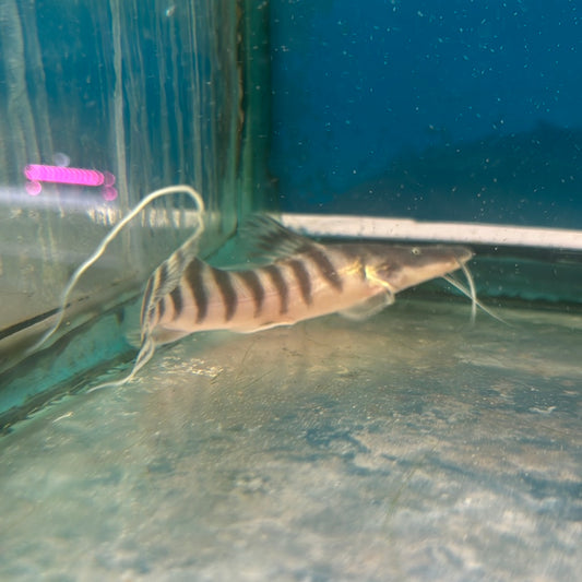 Tigrinus Catfish 6 inch (Brachyplatystoma tigrinum)