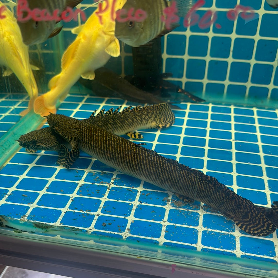 Polypterus ornatapinnis Ornate Bichir 10 inch