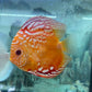 Albion Red Discus