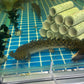 Polypterus ornatapinnis Ornate Bichir 10 inch