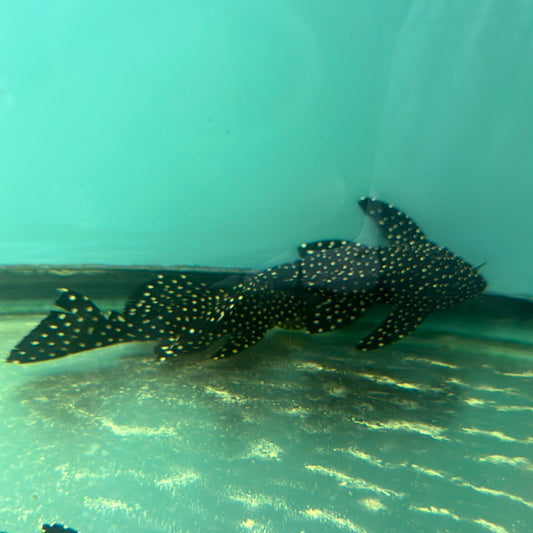 Leporacanthicus Galaxias Galaxy Pleco, L024 6 inch