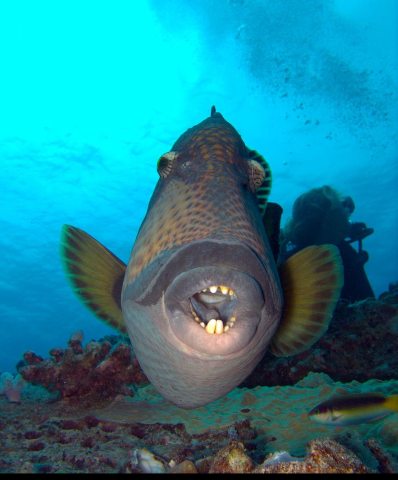Blue Fish