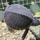 Fly River Turtle