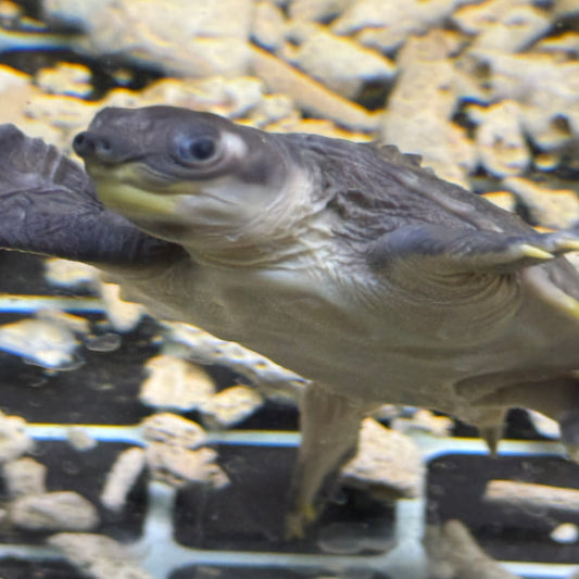 Fly River Turtle 5 inch