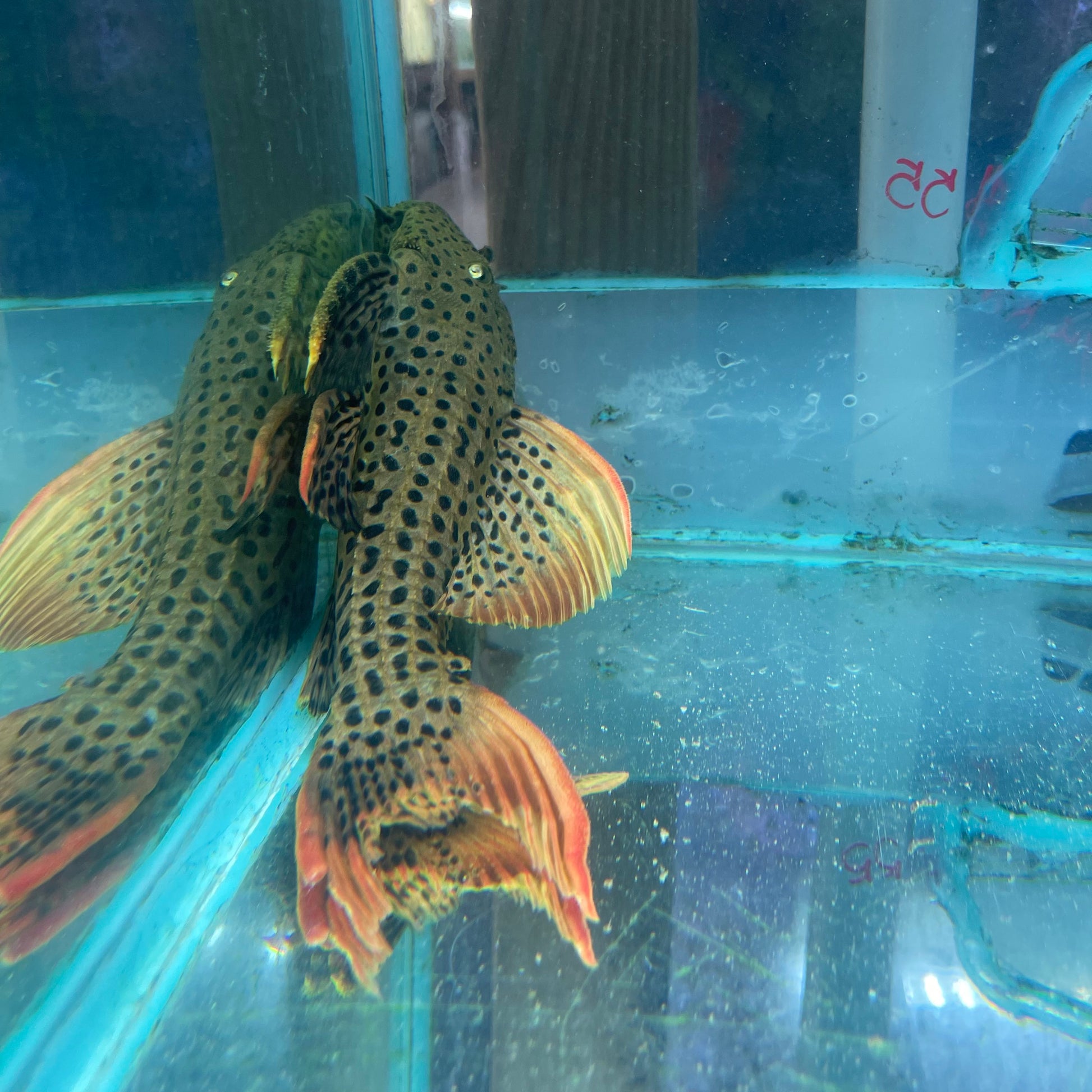L025 Scarlet Cactus Pleco 11 inch (Pseudacanthicus pirarara) – South ...