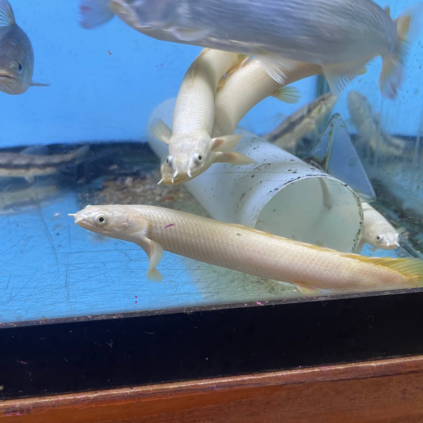 Platinum Senegal Bichir 6 inch (Polypterus senegalus ‘platinum’)