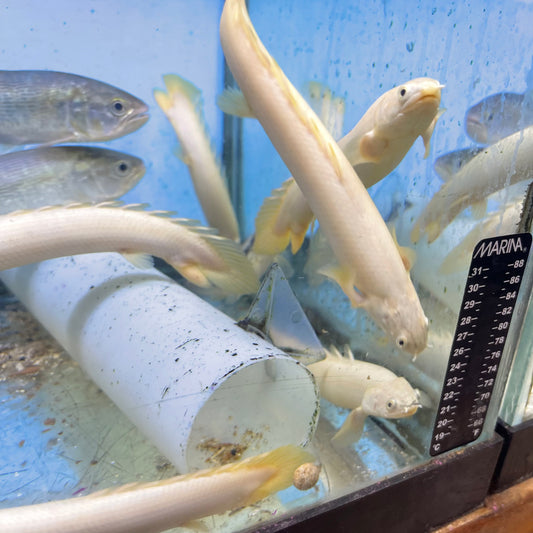 Platinum Senegal Bichir 6 inch (Polypterus senegalus ‘platinum’)