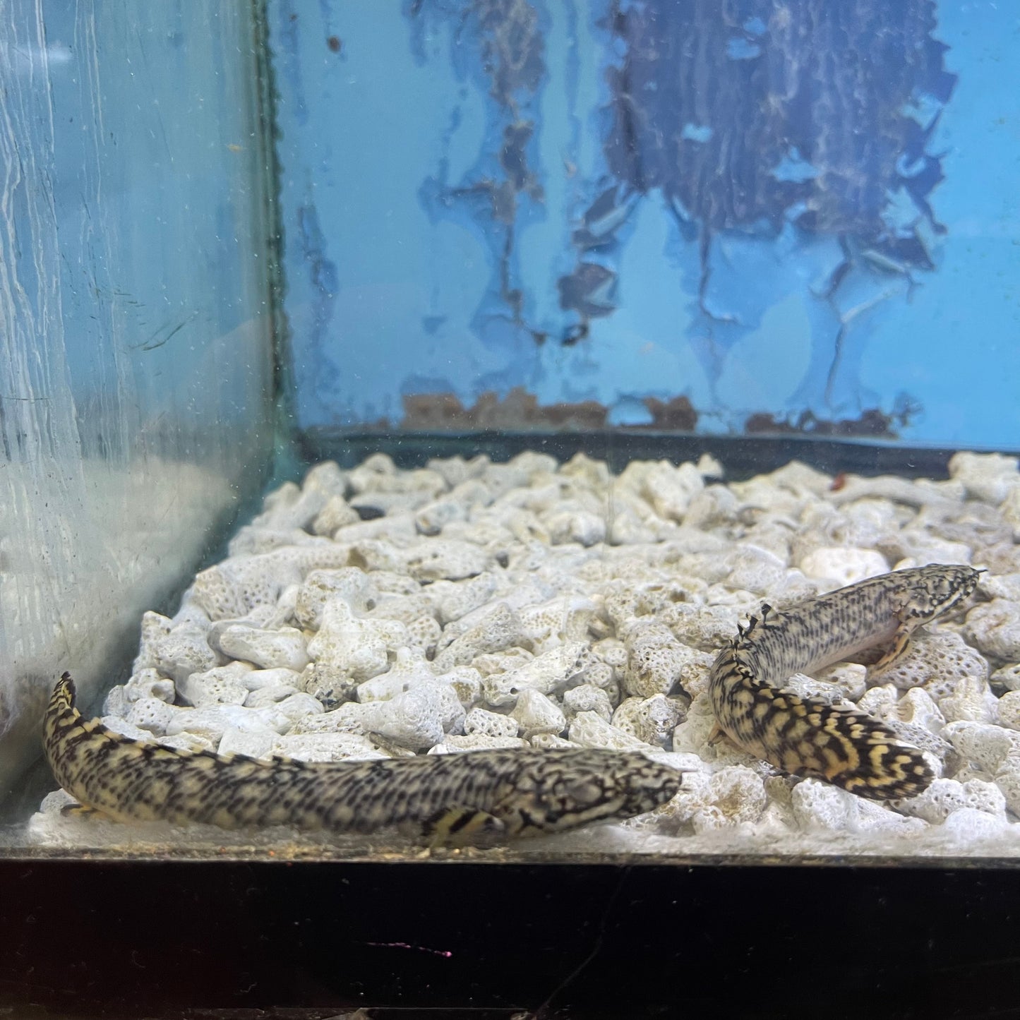 Ornate Bichir 5 inch (Polypterus ornatipinnis) - TANK BRED!