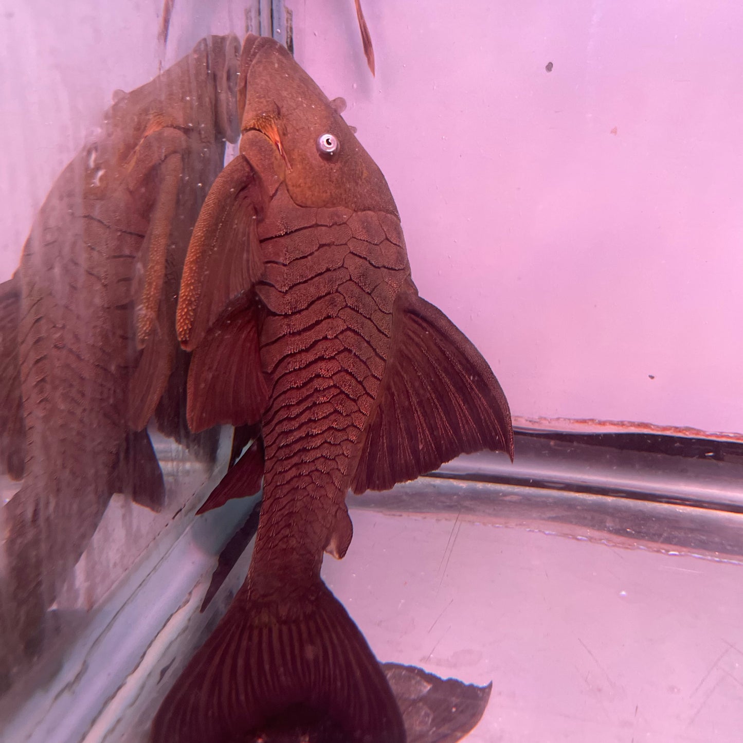 Blue Eyed Pleco 9 inch (Panaque cochliodon)