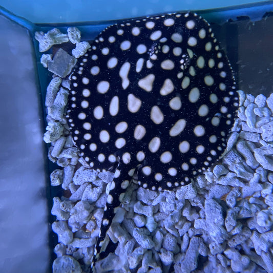 Female Black Diamond Stingray 7 inch