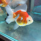 Thai Oranda Goldfish 5 inch
