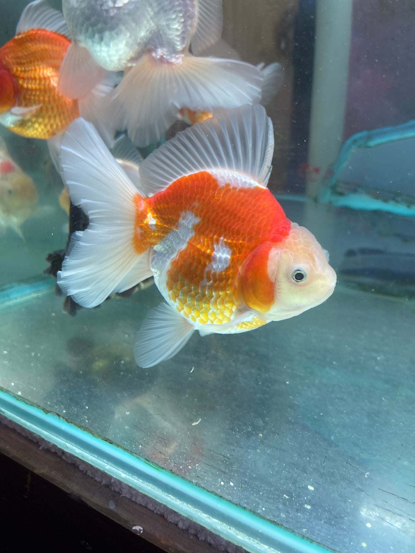 Thai Oranda Goldfish 5 inch