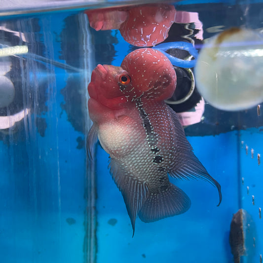 SRD Flowerhorn 5 inch