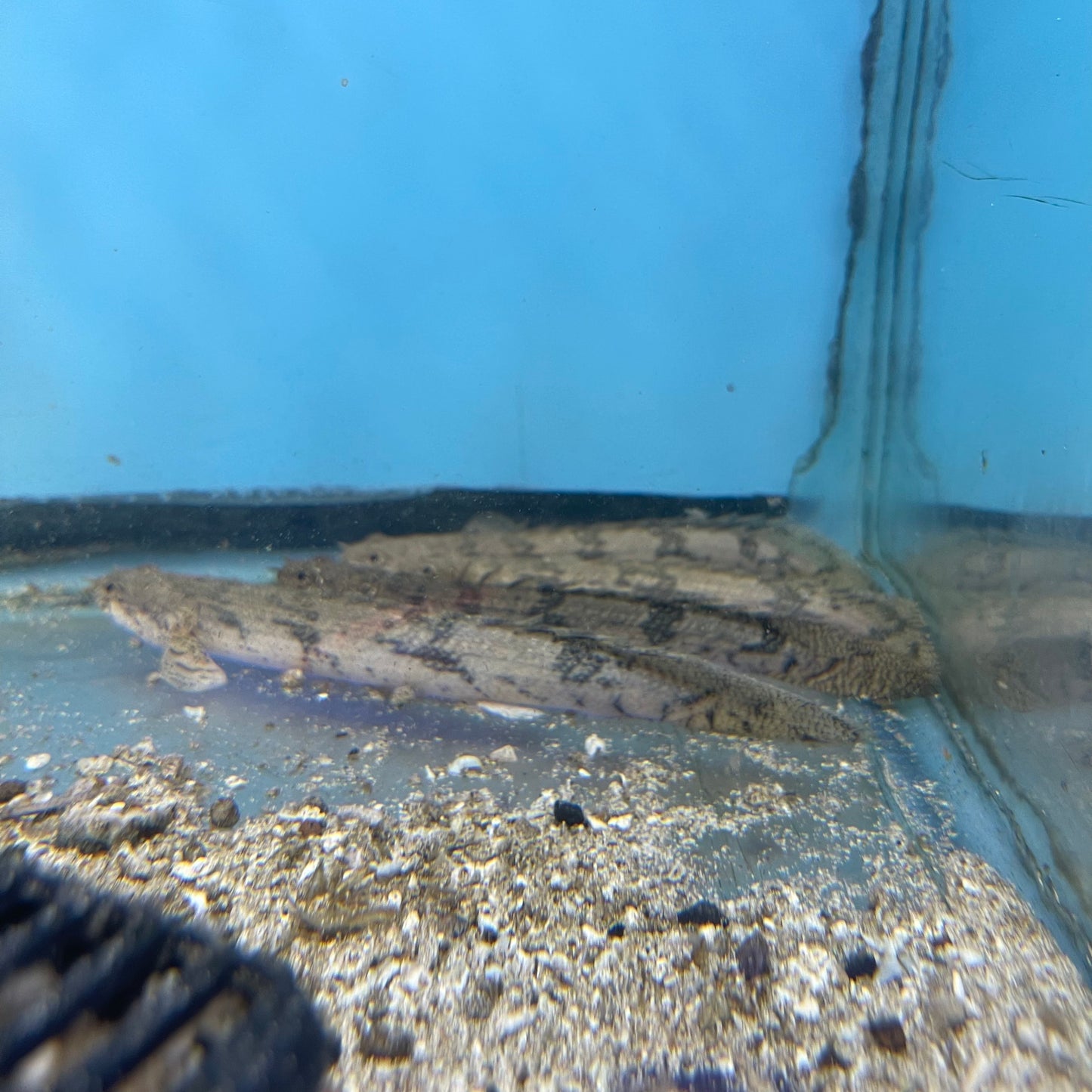 Endlicheri Bichir 5 inch (Polypterus endlicheri).