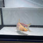 Albino Iridescent Shark 3 inch (Pangasianodon hypophthalmus)