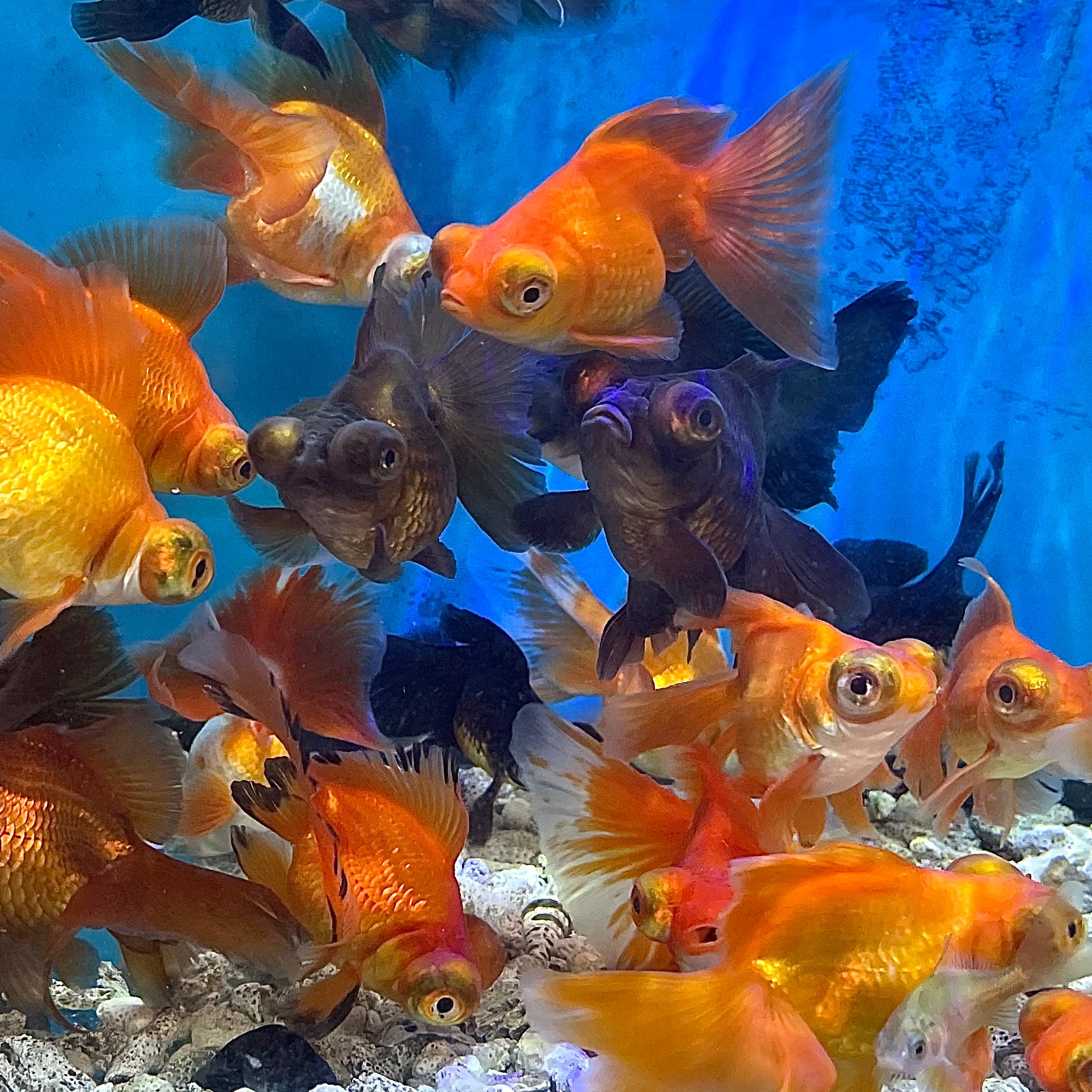 Butterfly Goldfish 4 inch – South River Aquarium