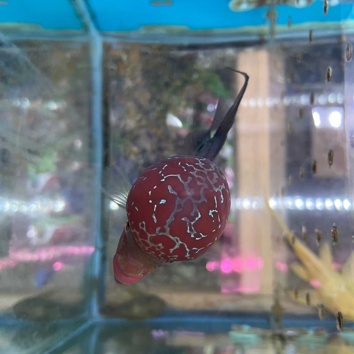 SRD Flowerhorn 5 inch